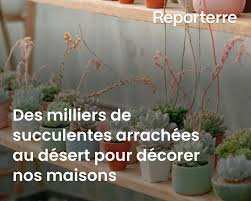Planète (Afrique du Sud/Afrique) - Des milliers de succulentes arrachées au désert pour décorer nos maisons