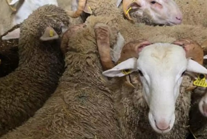 باخرة أضاحي تصل إلى وهران