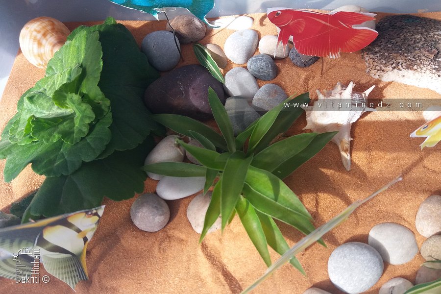 **Les maquettes d'exposés pour écoliers : focus sur un aquarium sec fait maison**