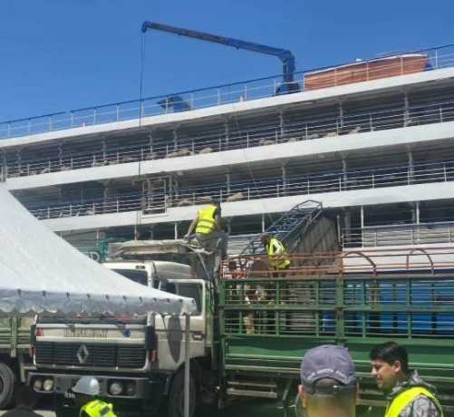 الشلف: وصول باخرة ثالثة محملة بقرابة 12 ألف رأس من المواشي إلى ميناء تنس قادمة من إسبانيا