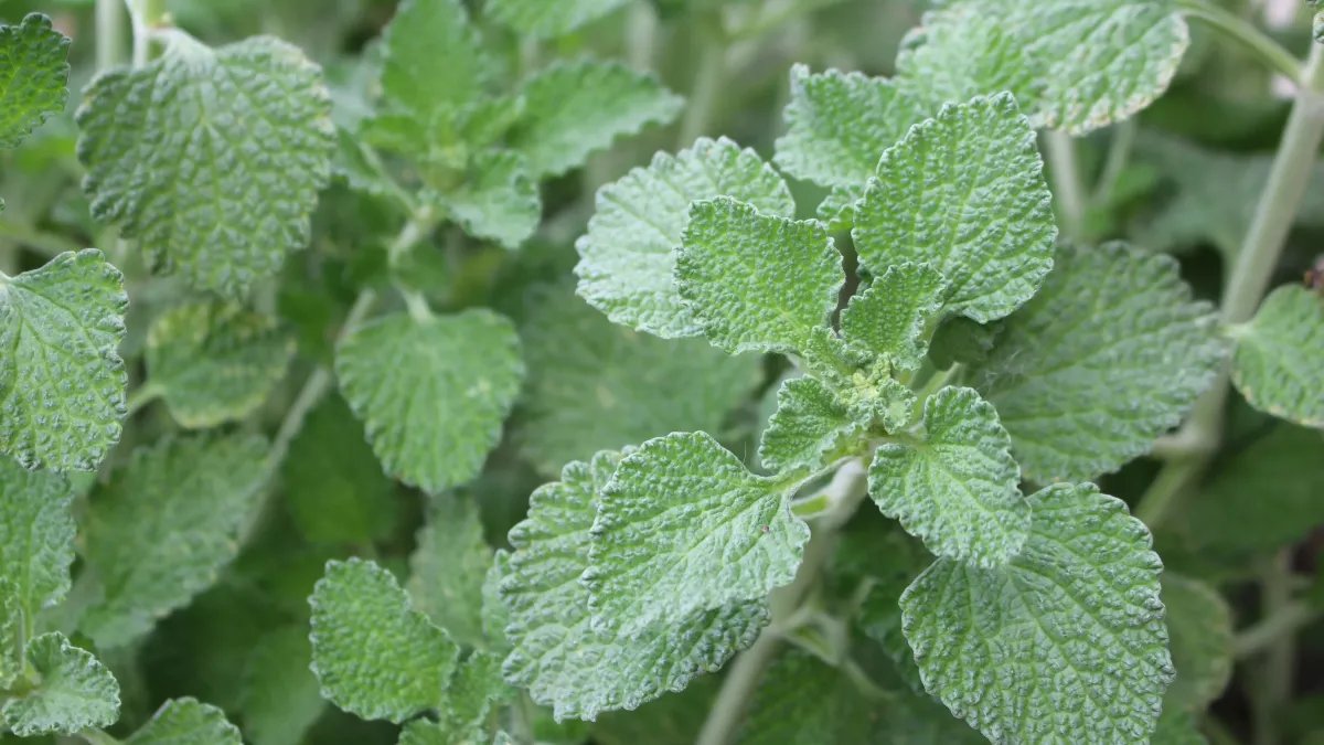 Traitement naturel à base de marrube blanc pour les troubles respiratoires