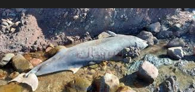 مستغانم : نفوق حوت دلفين بشاطئ بسيدي لخضر