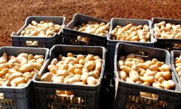 مستغانم: انطلاق تظاهرة