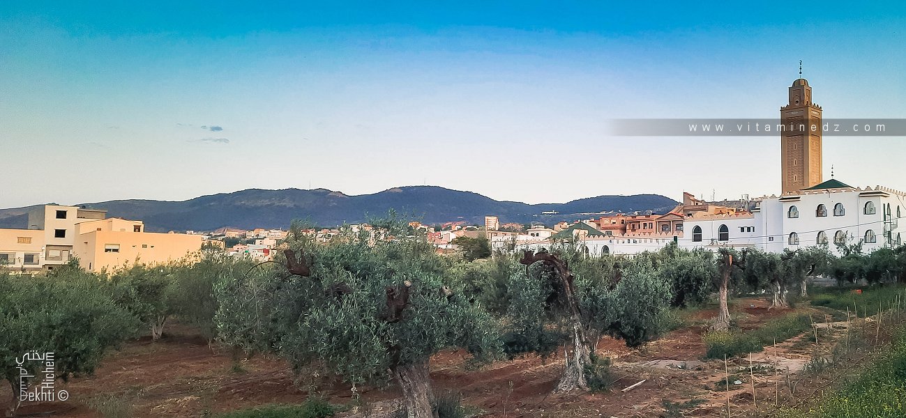 ماذا تبقى من بساتين الزيتون في تلمسان؟