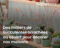 Planète (Afrique du Sud/Afrique) - Des milliers de succulentes arrachées au désert pour décorer nos maisons
