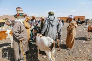 تاريخ وأصل قبيلة الحميان في مشرية