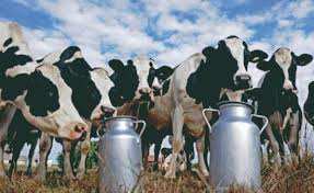 Algérie (M’Chedallah/Bouira) -  La brucellose refait surface