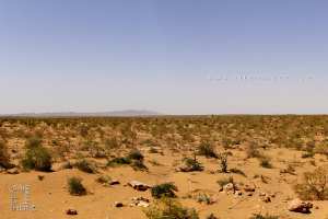 La Zone Steppique au Sud de Mécheria et le Djebel Antar : Un Aperçu des Hauts Plateaux Algériens