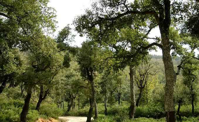 Algérie (Médéa) - Les véhicules interdits d’accès aux forêts: Prévention contre les feux de forêts