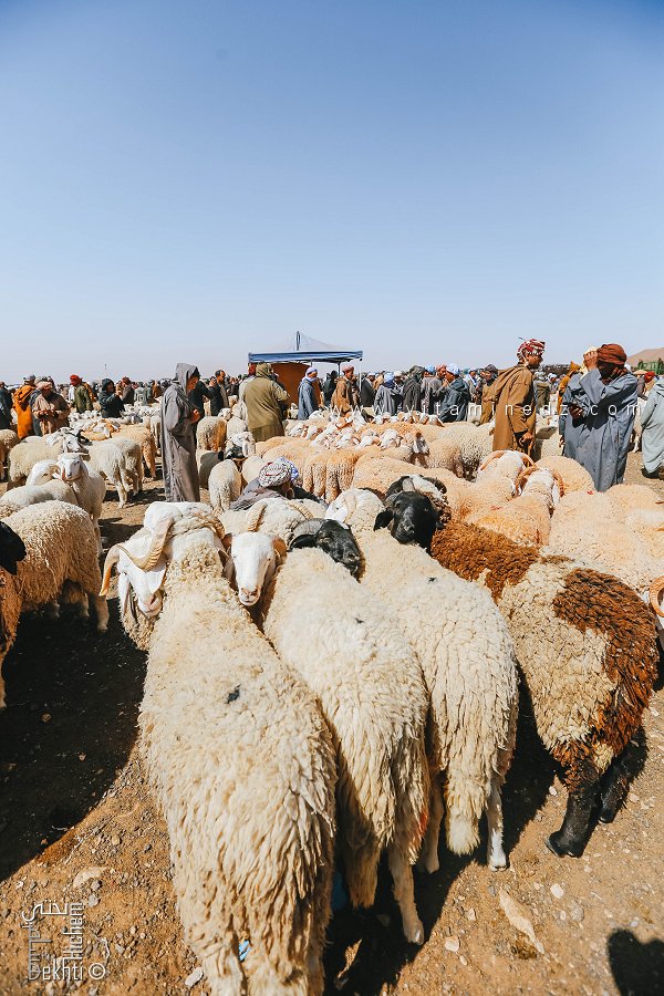 سوق الأغنام لعيد الأضحى 2025 في الجزائر: السياق والتحديات