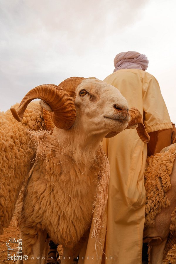 عيد الأضحى 2025: وزارة الشؤون الدينية تعلن التاريخ الرسمي