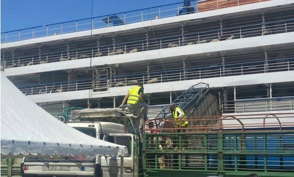 Chlef : nouvel arrivage de moutons importés d'Espagne au port de Ténès