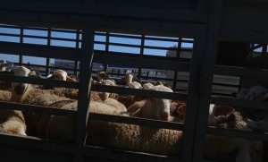 وهران: وصول باخرة محملة بالأغنام قادمة من اسبانيا