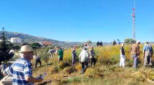 Algérie (Tizi Ouzou) -  Prévention des feux de forêt: Les villageois se mobilisent  Désherbage et nettoiement