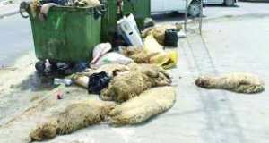 Algérie - La peau de mouton de l'Aid el Adha jetée au dépôt d'ordures