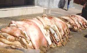 Algérie (Constantine) -  221 points de collecte des peaux de moutons: Sacrifice de l'Aid el Adha