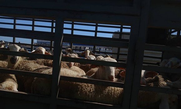 وهران: وصول باخرة محملة بالأغنام قادمة من اسبانيا