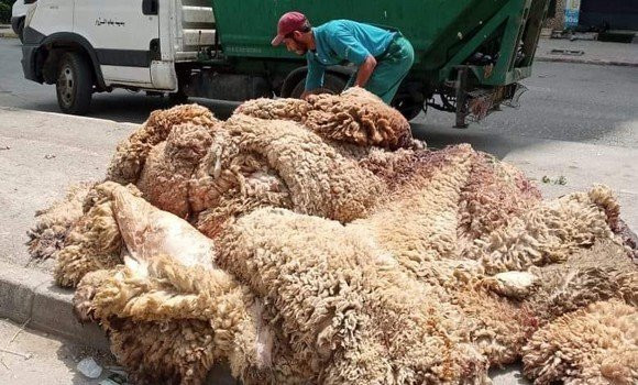 Aïd El-Adha: appel à une large participation à la campagne de collecte des peaux de sacrifice