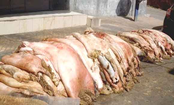 Algérie (Constantine) -  221 points de collecte des peaux de moutons: Sacrifice de l'Aid el Adha