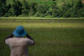 Planète (Afrique) - Comment la grue royale a repris ses droits dans les marais du Rwanda