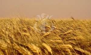 Bouira: 40.000 hectares de récoltes céréalières assurés contre les incendies