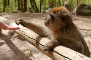 Faune de la Forêt de Paradou