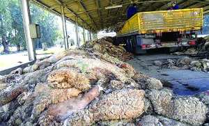 Algérie (Mostaganem) -  Une initiative écologique et responsable: Collecte des peaux de moutons de l'Aid el Adha