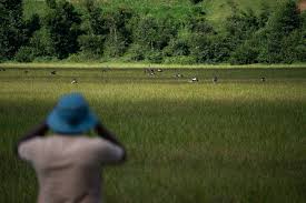 Planète (Afrique) - Comment la grue royale a repris ses droits dans les marais du Rwanda