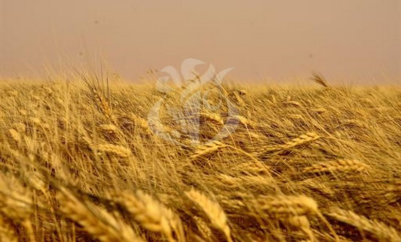 Bouira: 40.000 hectares de récoltes céréalières assurés contre les incendies