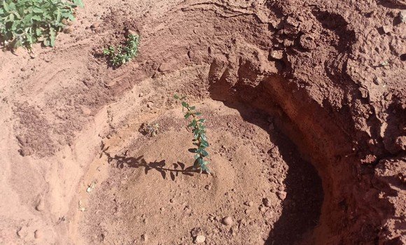 النعامة: إطلاق عدة مشاريع في إطار برنامج بعث السد الأخضر