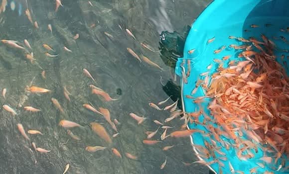 أولى تجارب تربية سمك البلطي بأحواض السقي في النعامة - الشعب أونلاين