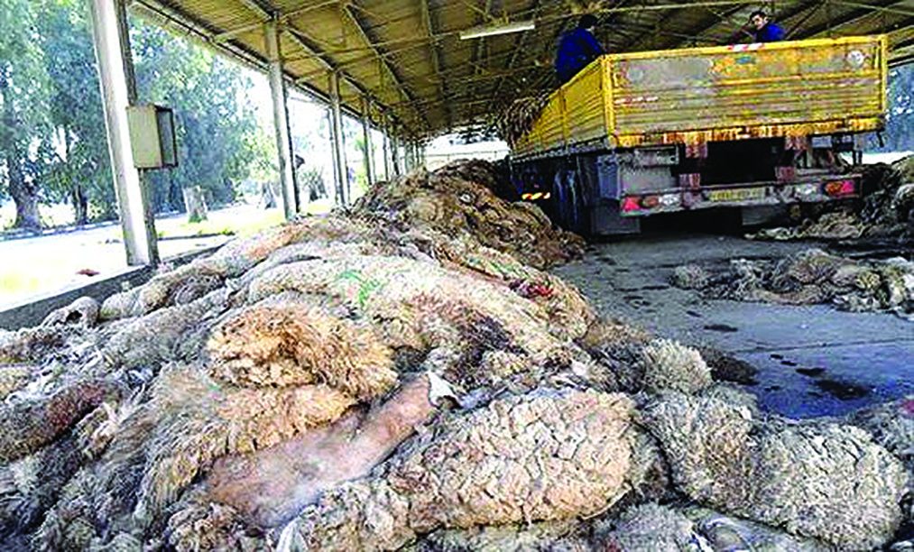 Algérie (Mostaganem) -  Une initiative écologique et responsable: Collecte des peaux de moutons de l'Aid el Adha