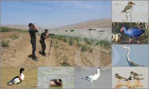 غليزان : إحصاء أزيد من 1400 طائر معشش بالمناطق الرطبة و المسطحات المائية