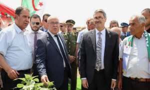 Blé dur: la production nationale attendue assurera l'autosuffisance pour l'année 2026