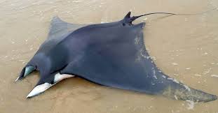 Planète (France/Europe) - Hérault: De nouvelles raies échouées sur la plage sauvées par les pompiers