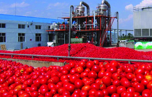 Campagne de sensibilisation autour des menaces sur les récoltes de la tomate industrielle
