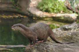 Planète (Europe) - La loutre fait un retour spectaculaire en France