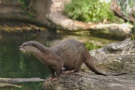 Planète (Europe) - La loutre fait un retour spectaculaire en France