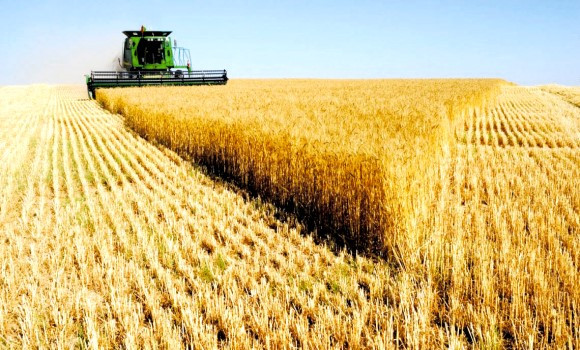 Campagne moisson-battage : des résultats 