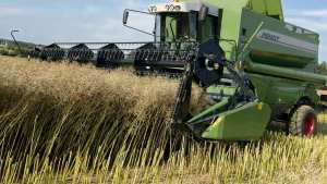 Algérie (Guelma) - Récolte de Colza: Un rendement de 20 quintaux à l’hectare