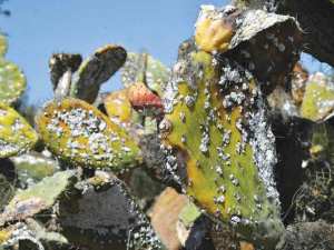Algérie (Mostaganem) -  La cochenille ravage les figues de Barbarie