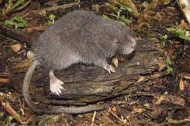 Planète (Amérique du Sud) - Un nouveau rongeur au Pérou: pourquoi découvre-t-on encore autant d’espèces ?