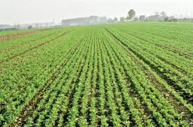 Algérie (Tiaret) - Oléagineuses: L’éveil d’une filière stratégique ?