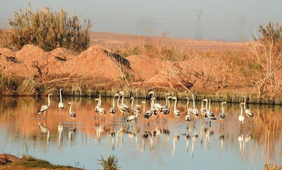 Ghardaia: recensement de près de deux mille oiseaux d'eau nicheurs