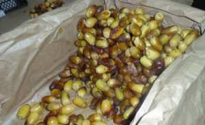 Ghardaïa: le M'naguer fait son apparition sur les étals des marchands de fruits et légumes