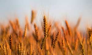 أم البواقي : جمع أزيد من 700 ألف قنطار من الحبوب منذ بداية حملة الحصاد و الدرس