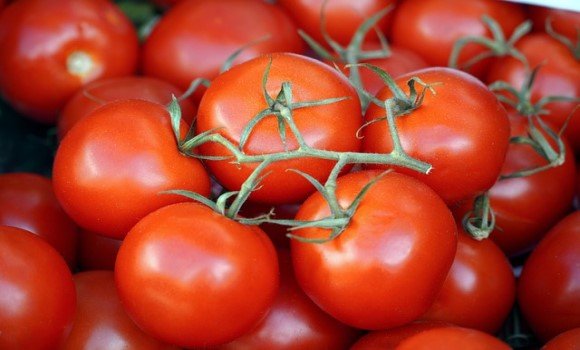 حملة جني الطماطم الصناعية بالطارف: توقع إنتاج أزيد من 3 ملايين قنطار