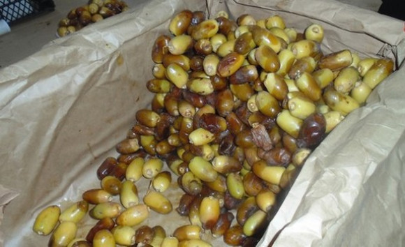 Ghardaïa: le M'naguer fait son apparition sur les étals des marchands de fruits et légumes