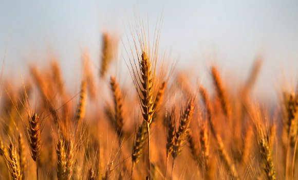 أم البواقي : جمع أزيد من 700 ألف قنطار من الحبوب منذ بداية حملة الحصاد و الدرس