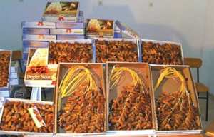 Les dattes primeurs entre abondance  de l'offre et chute des prix